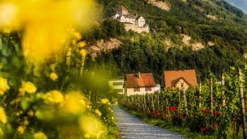 Weinreben bei der Hofkellerei des Fürsten von Liechtenstein