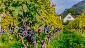Reife blaue Trauben hängen an den Reben eines sonnigen Weinbergs in Vaduz