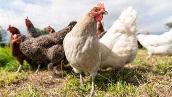 Hühner auf einer Wiese