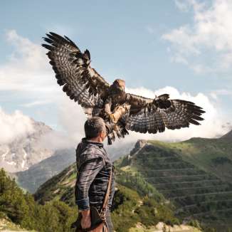 Falkner Norman Vögeli präsentiert einen imposanten Steinadler vor alpiner Bergkulisse – ein beeindruckendes Naturschauspiel in luftiger Höhe.